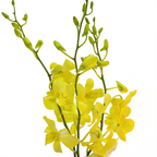 Orchid Dendrobium