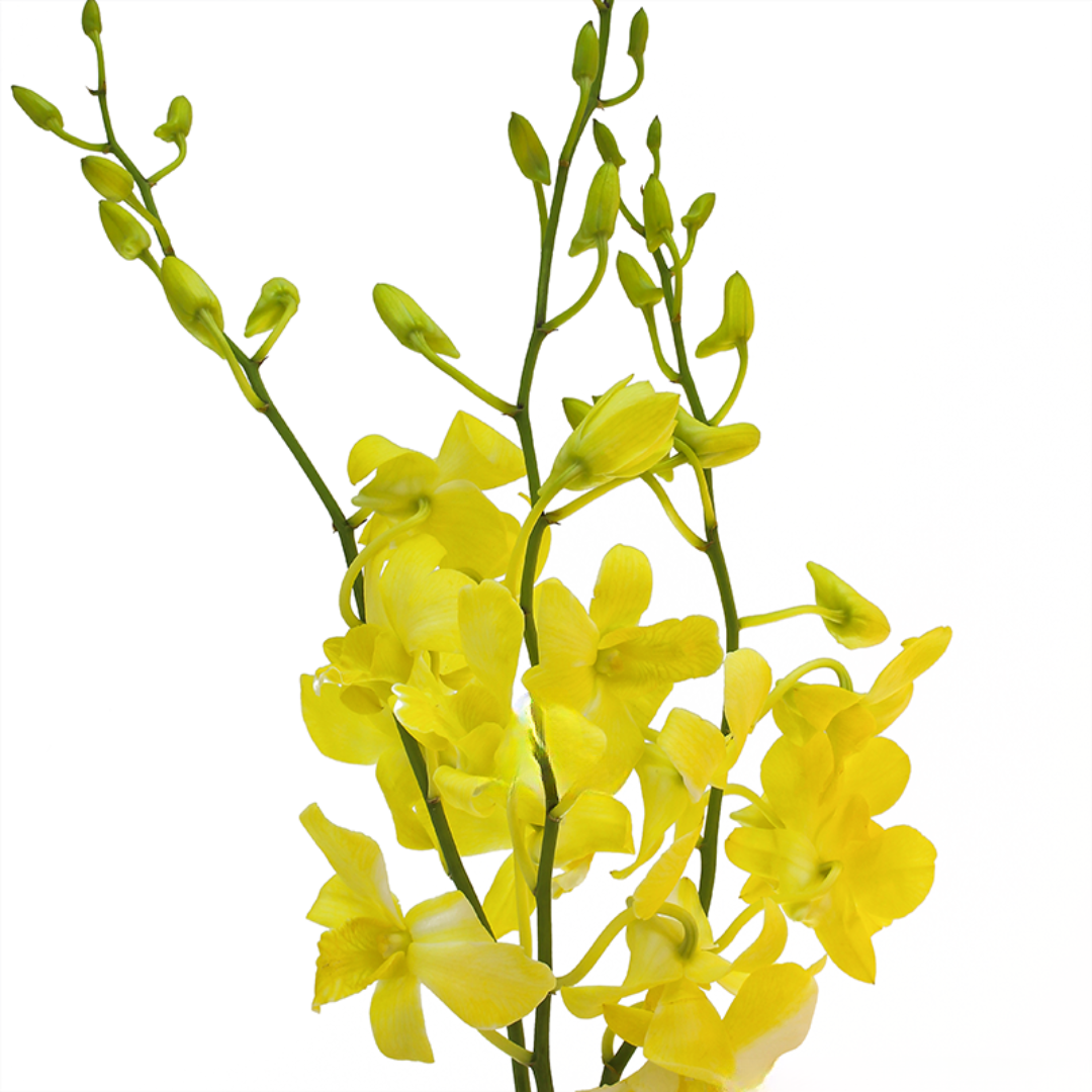 Orchid Dendrobium