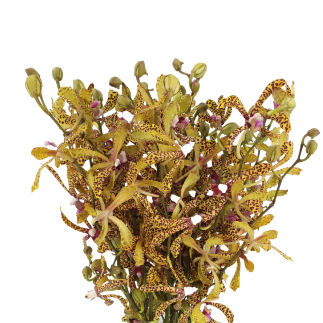 Orchid Tiger
