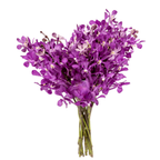 Orchid Mokara