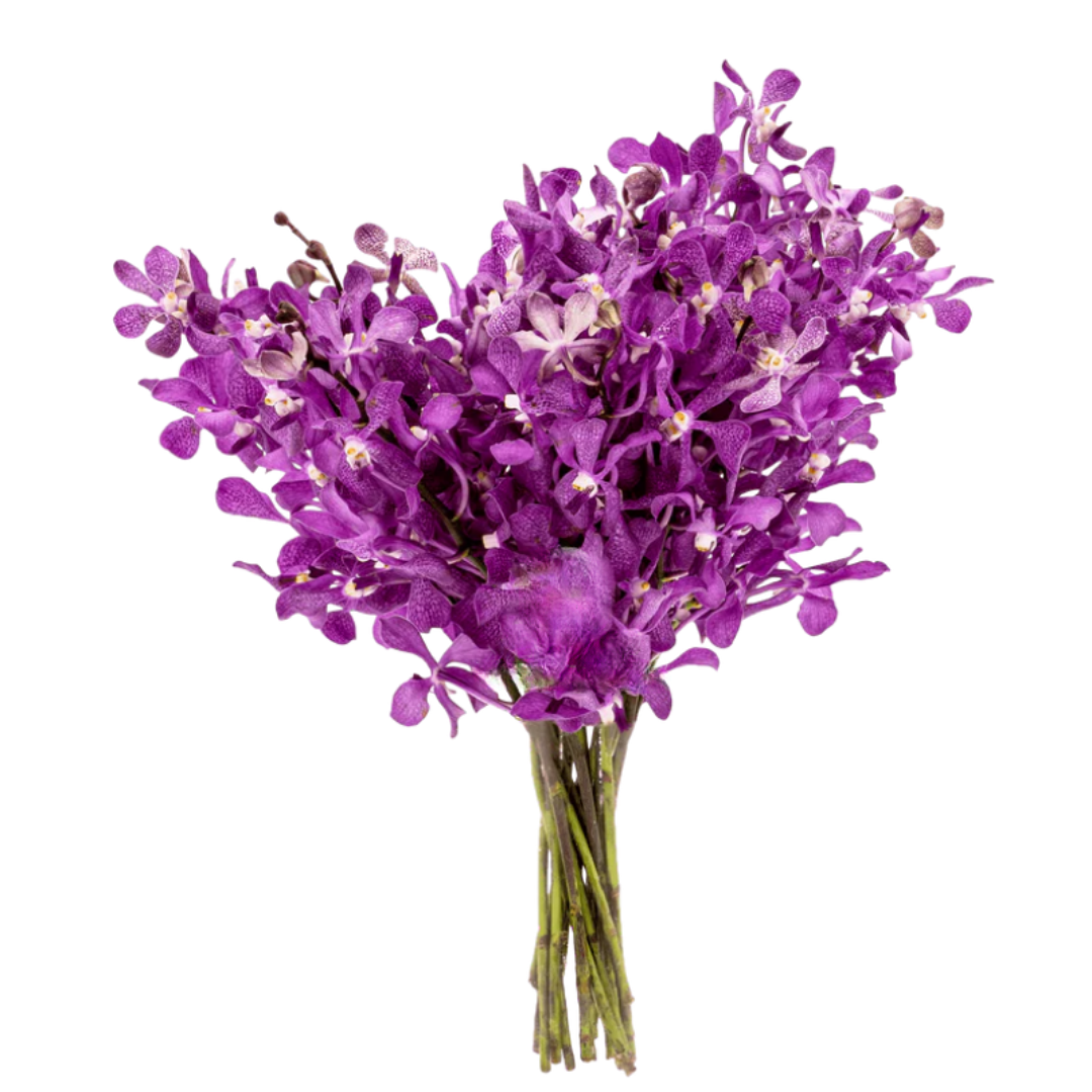 Orchid Mokara