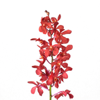 Orchid Mokara