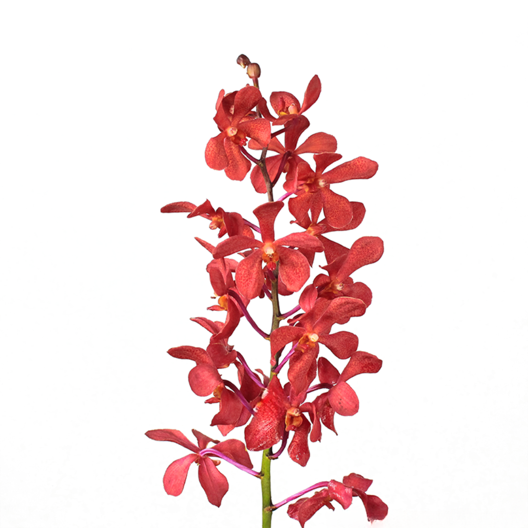 Orchid Mokara
