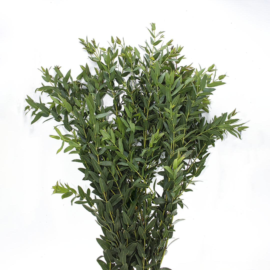 Parvifolia Eucalyptus