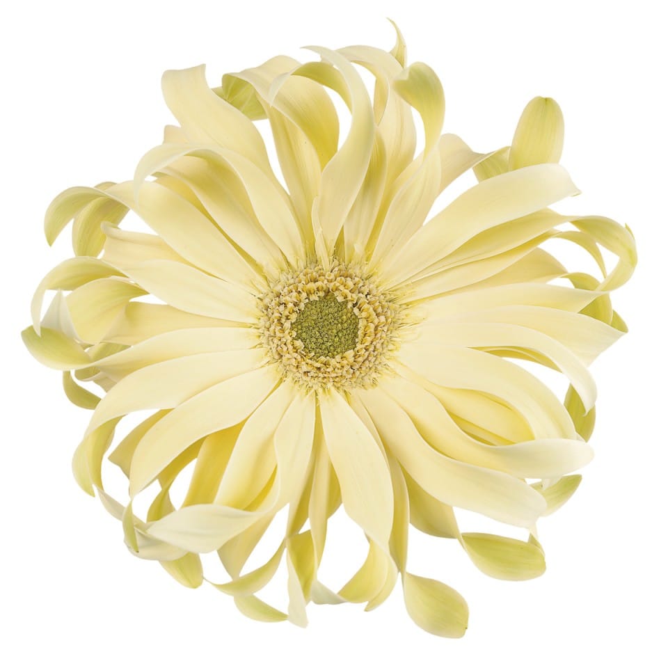 Pastini Gerbera