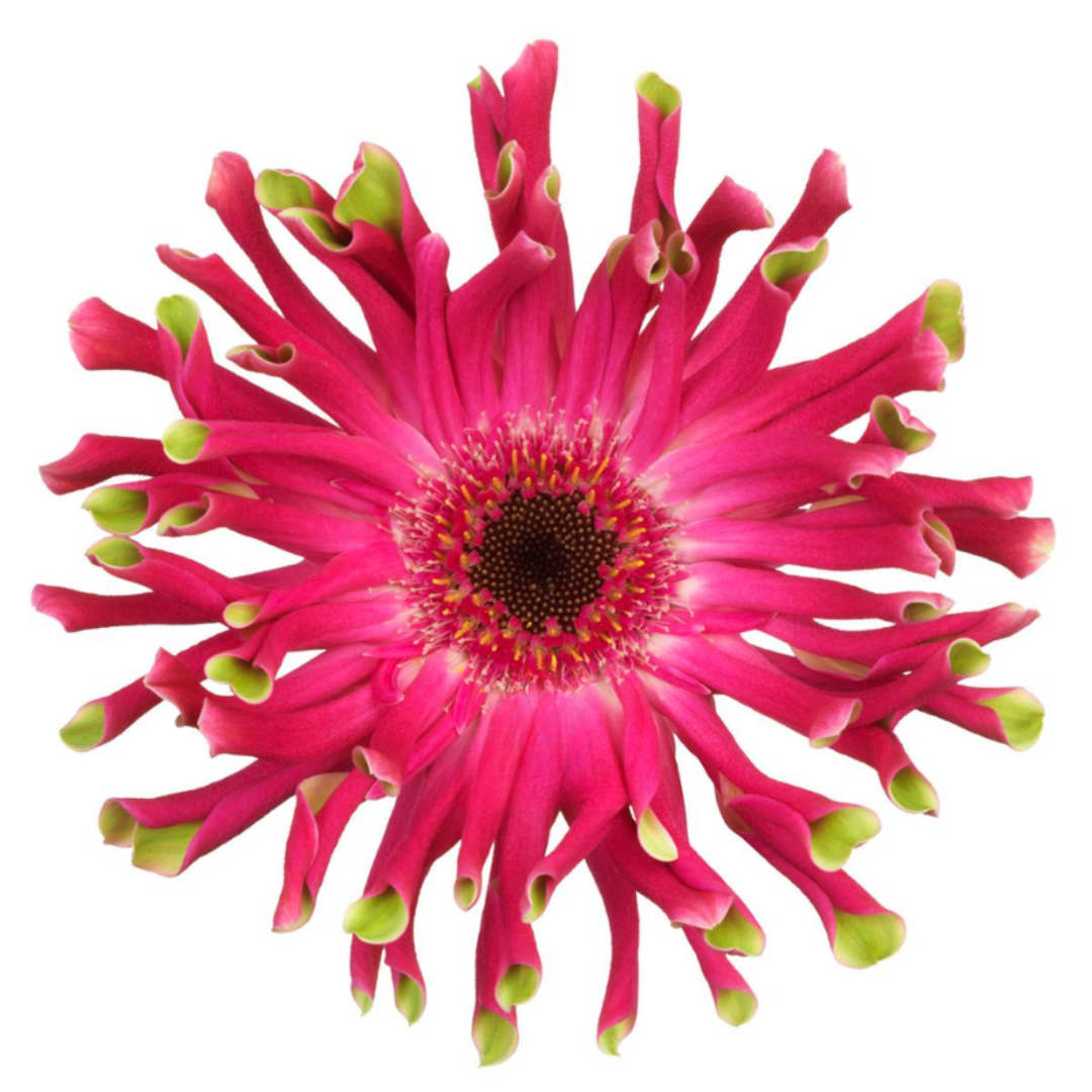 Pastini Gerbera