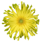 Pastini Gerbera