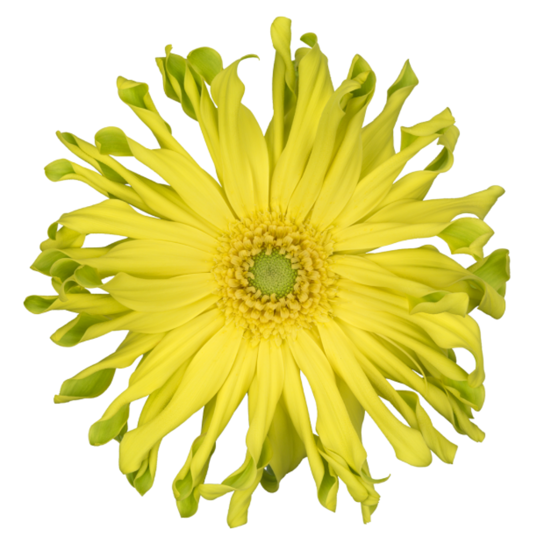 Pastini Gerbera