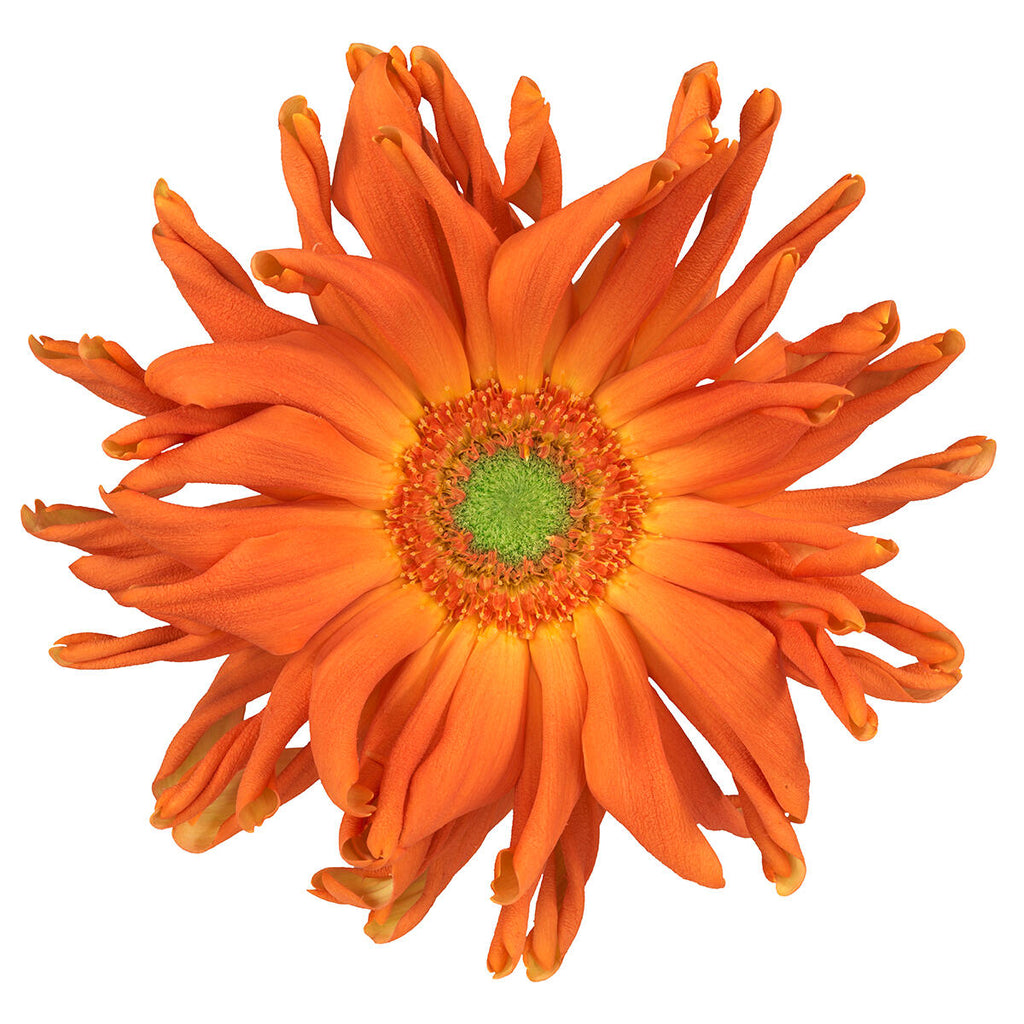 Pastini Gerbera