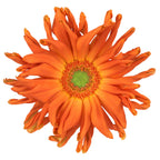 Pastini Gerbera