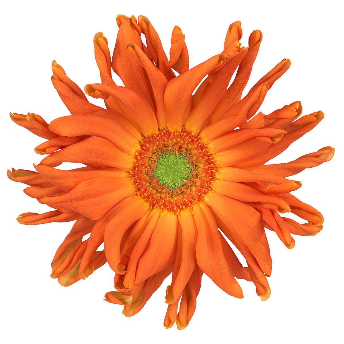 Pastini Gerbera