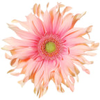 Pastini Gerbera