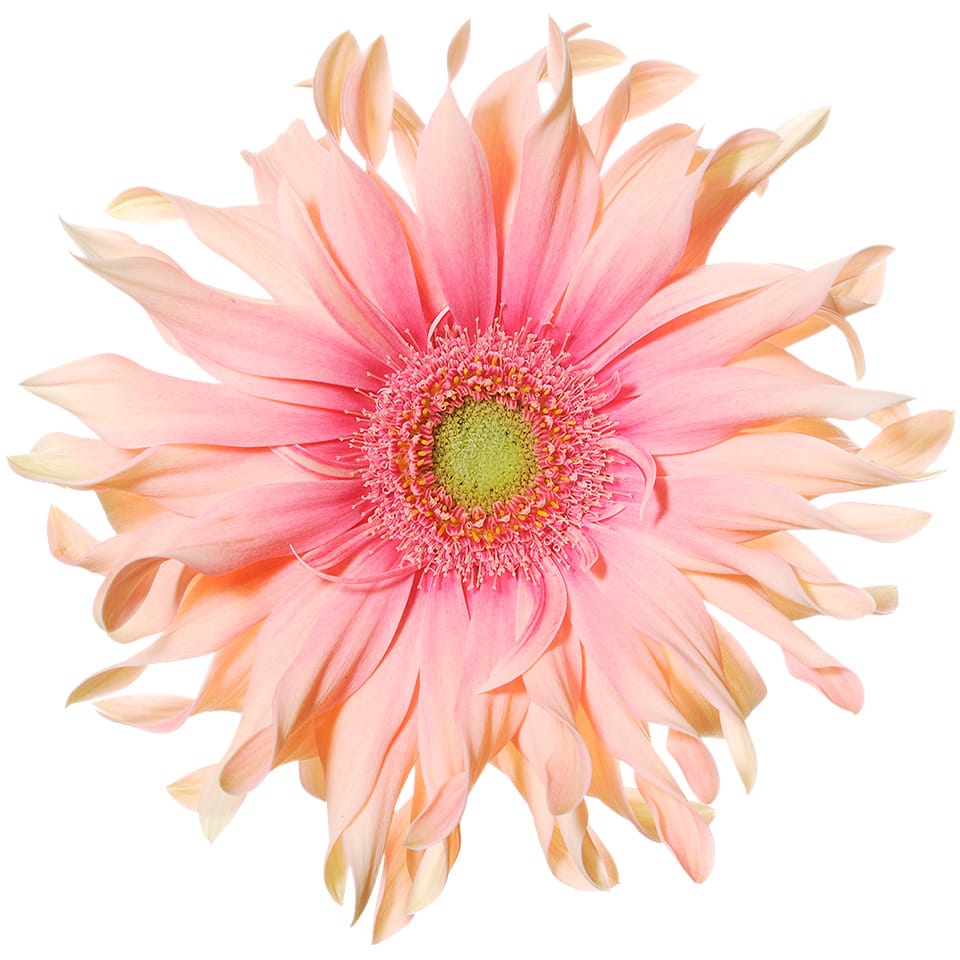 Pastini Gerbera