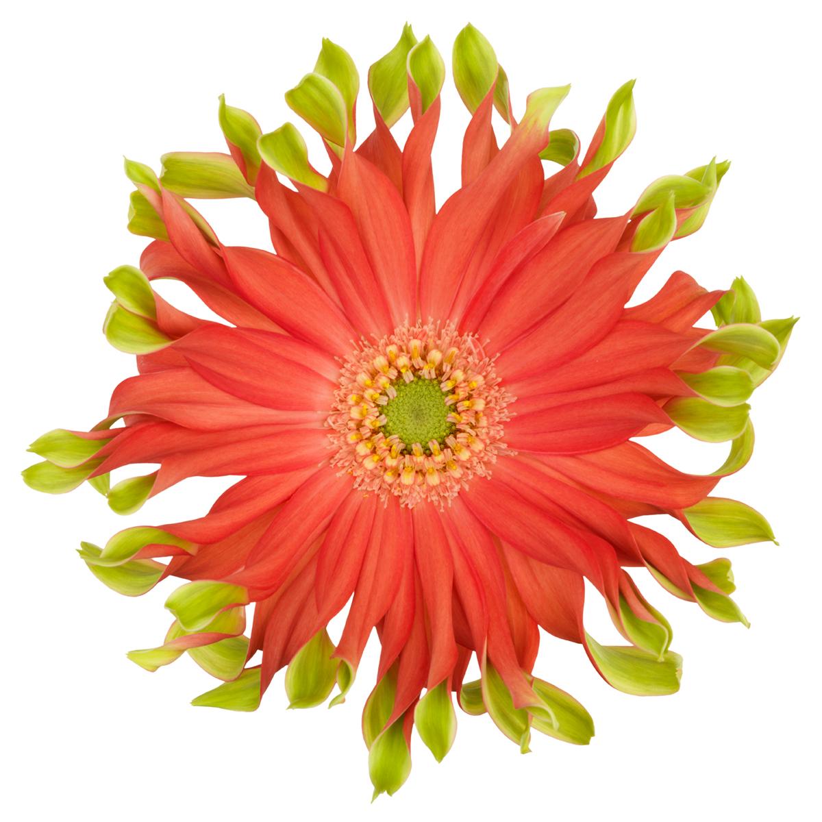 Pastini Gerbera