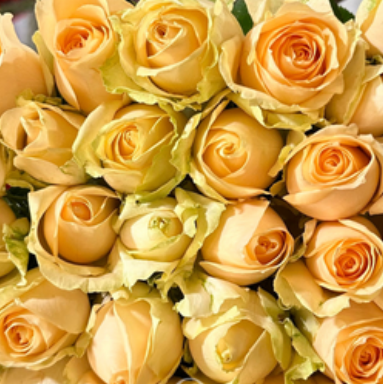 Peach Avalanche Rose