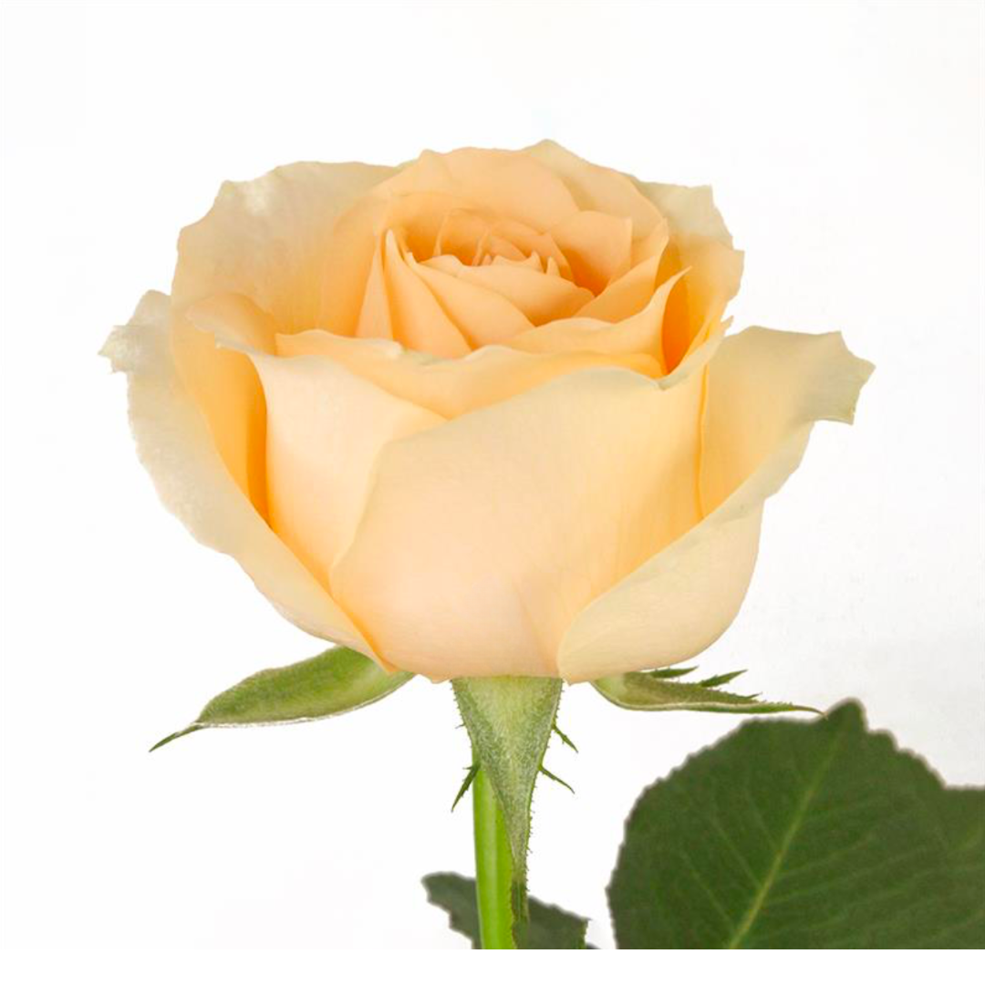 Peach Avalanche Rose