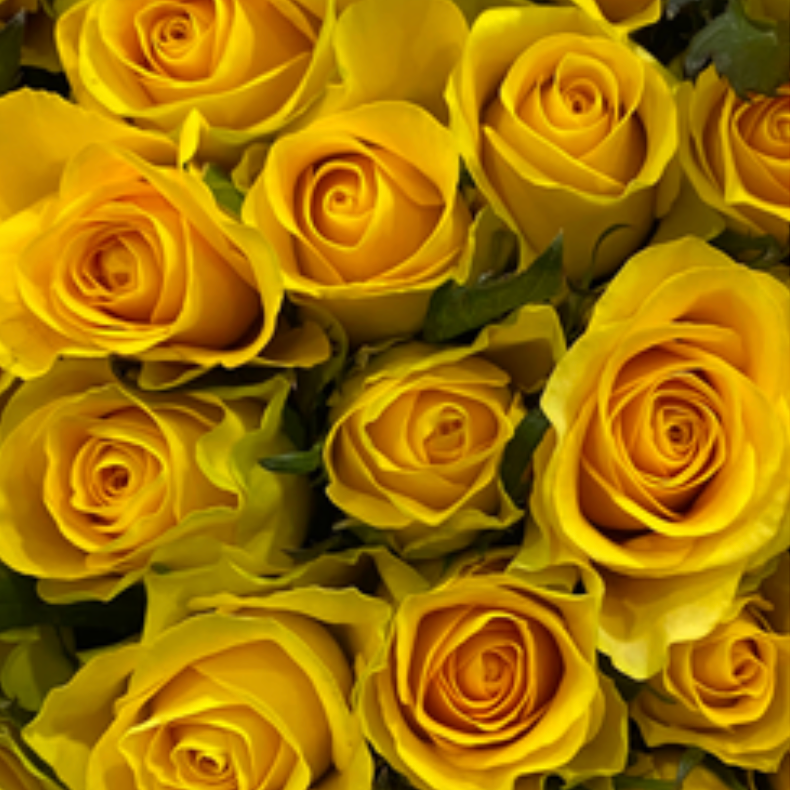 Penny Lane Rose