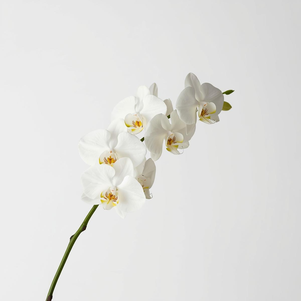 Phalaenopsis Stem