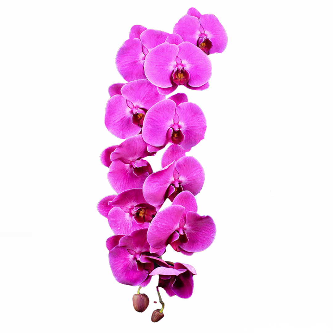 Phalaenopsis Stem