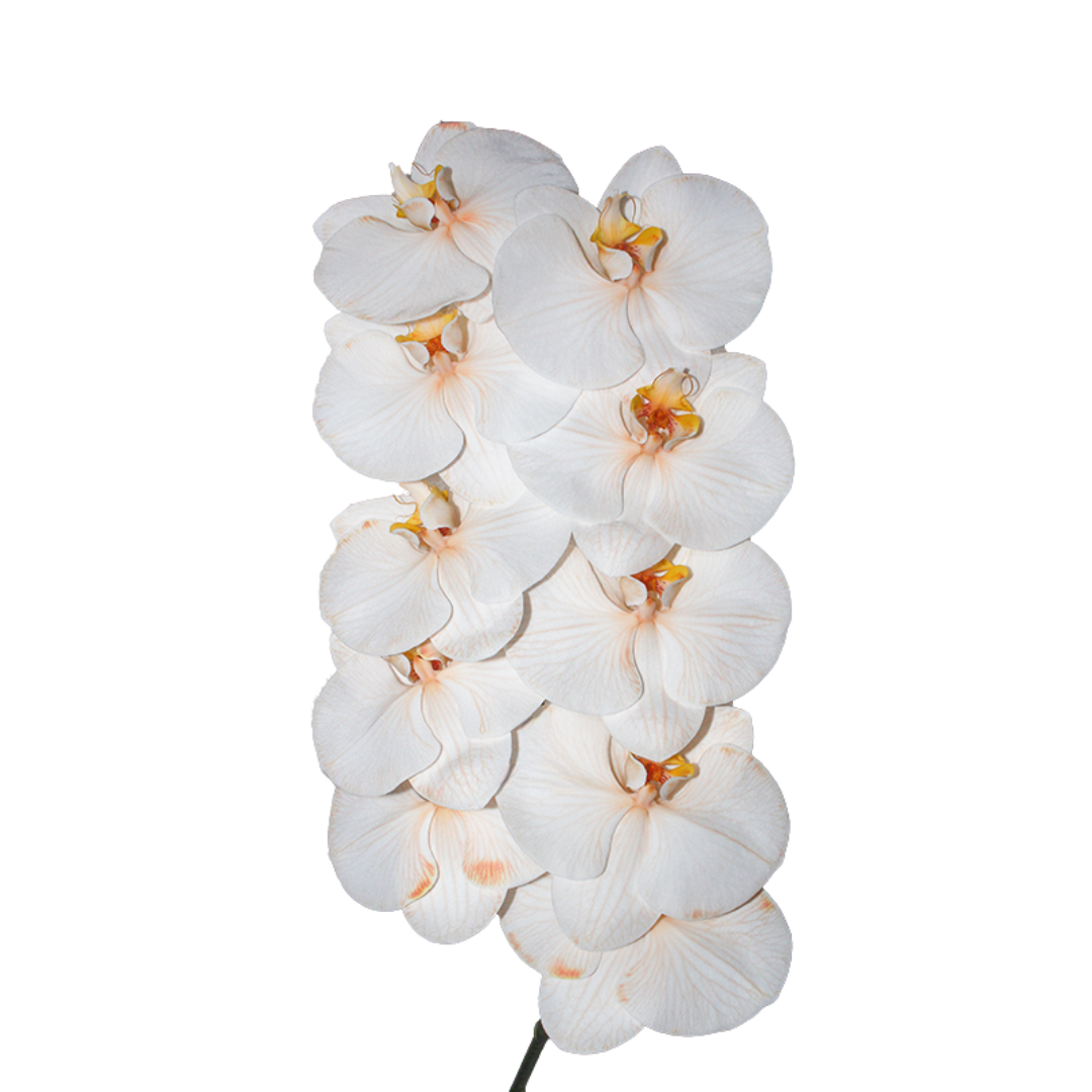 Phalaenopsis Stem