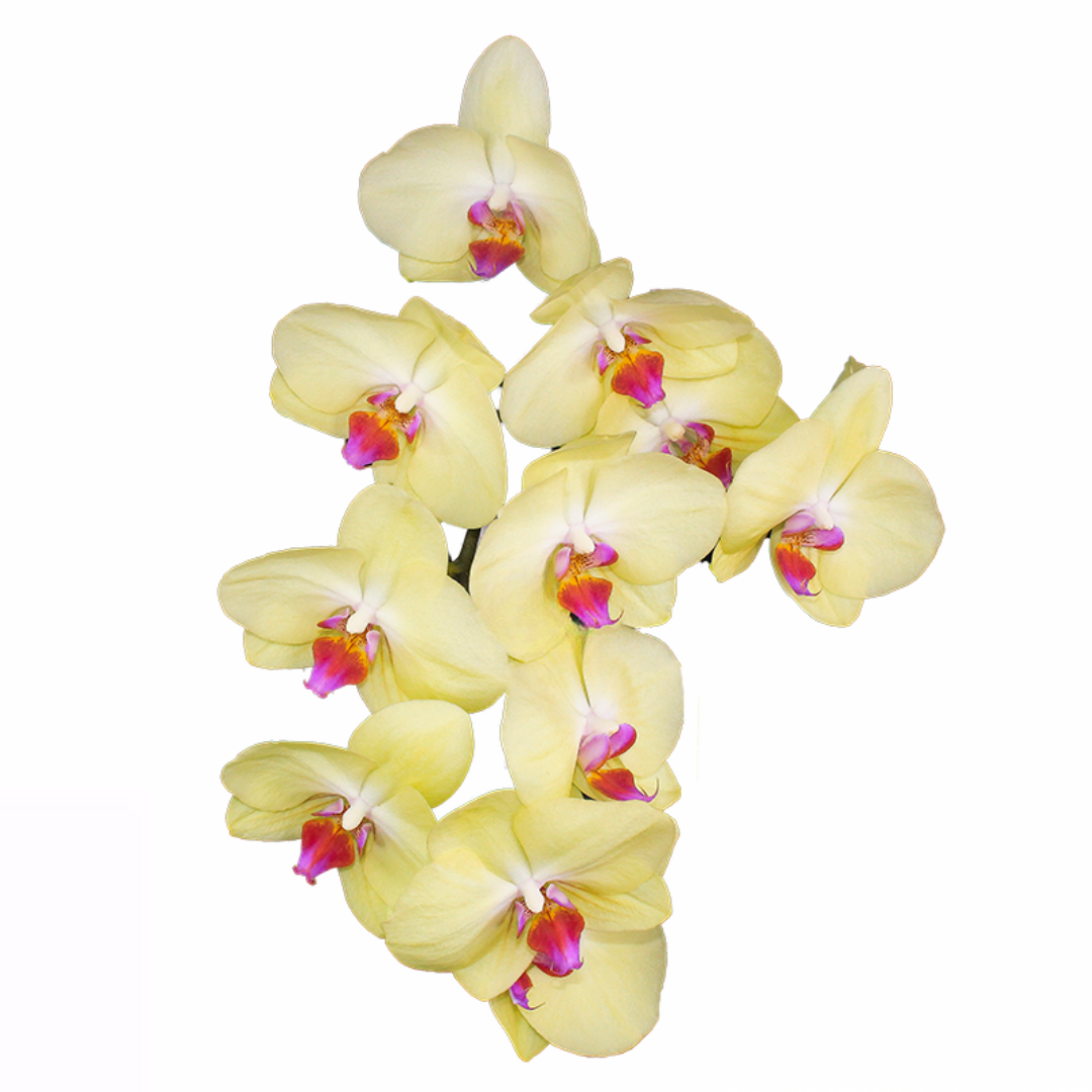 Phalaenopsis Stem