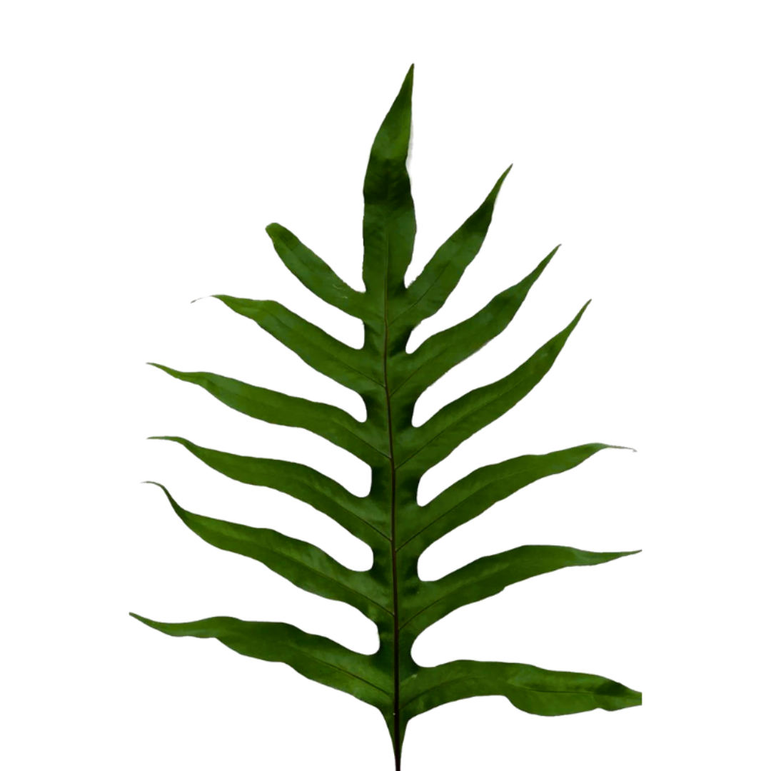 Phlebodium Blue Star Fern