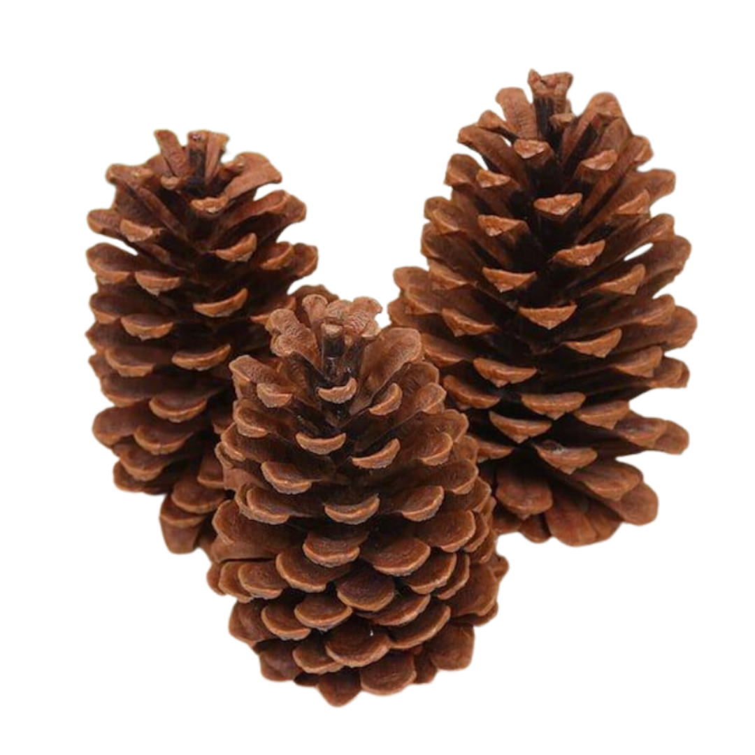 Pine