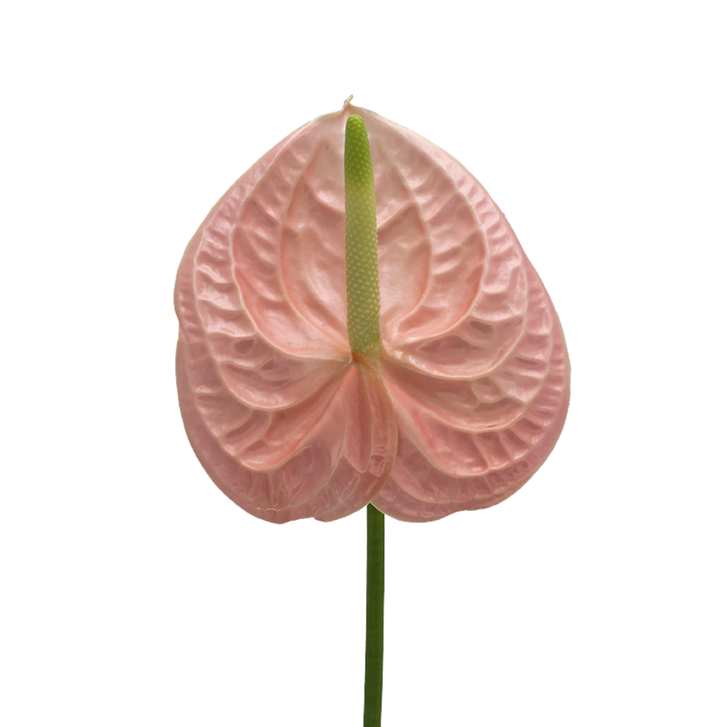 Colour Anthurium