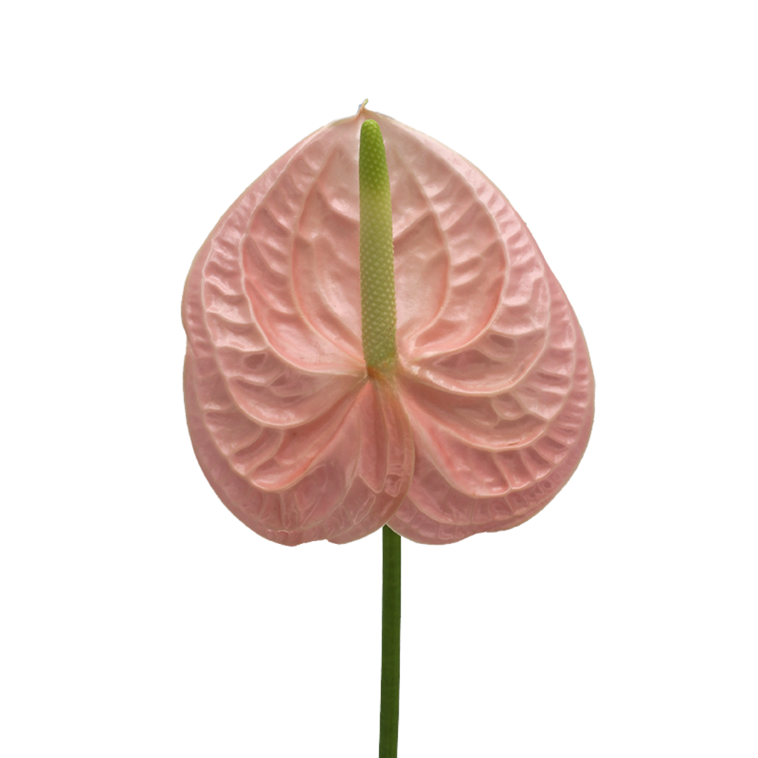 Colour Anthurium
