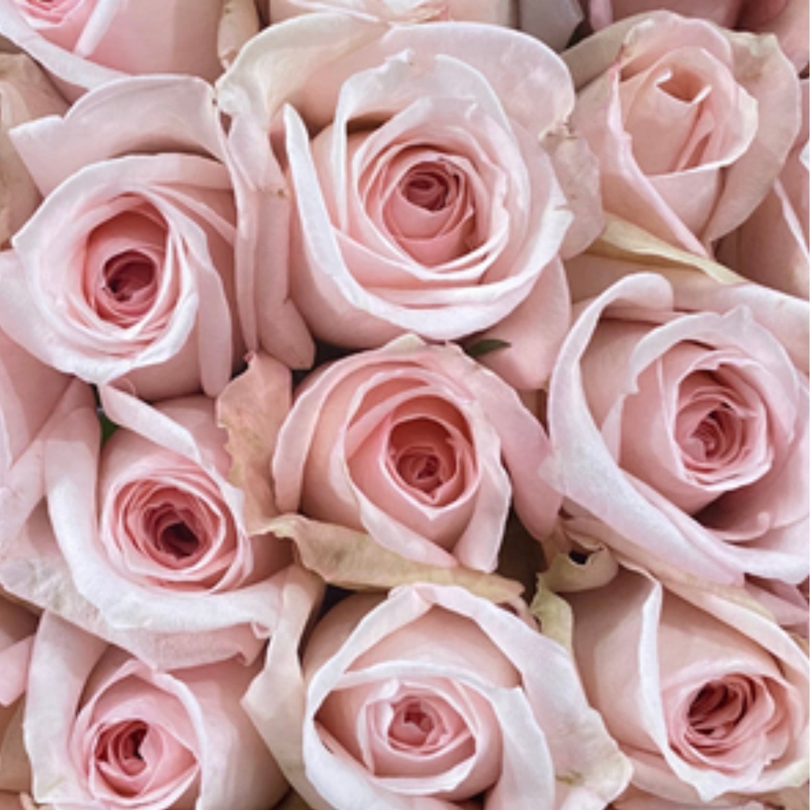 Pink O'Hara Rose