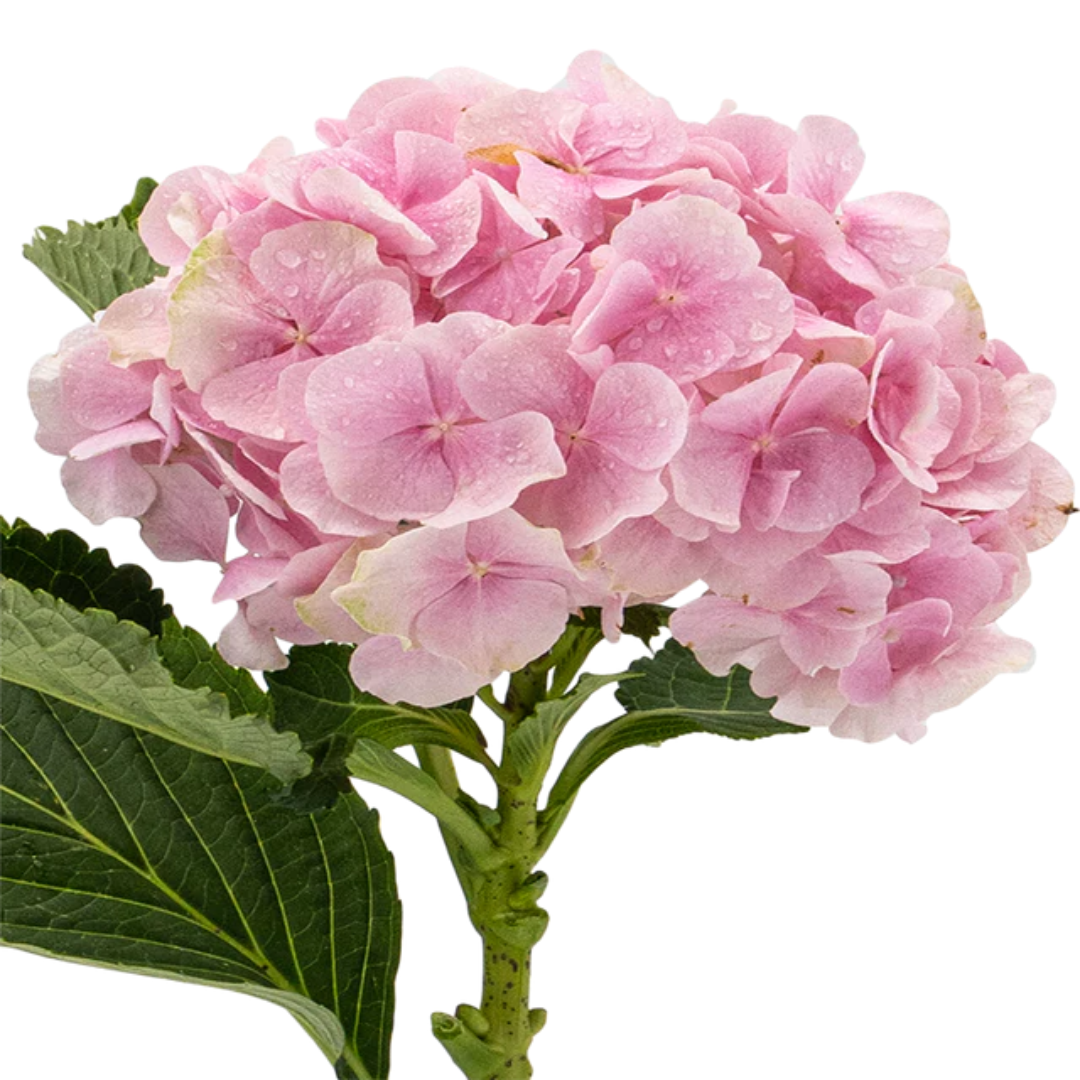 Hydrangea