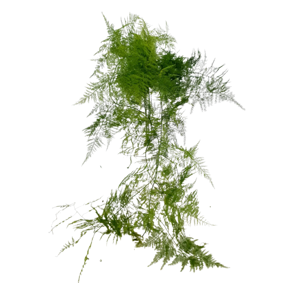 Plumosa Fern