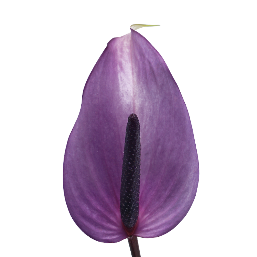 Colour Anthurium