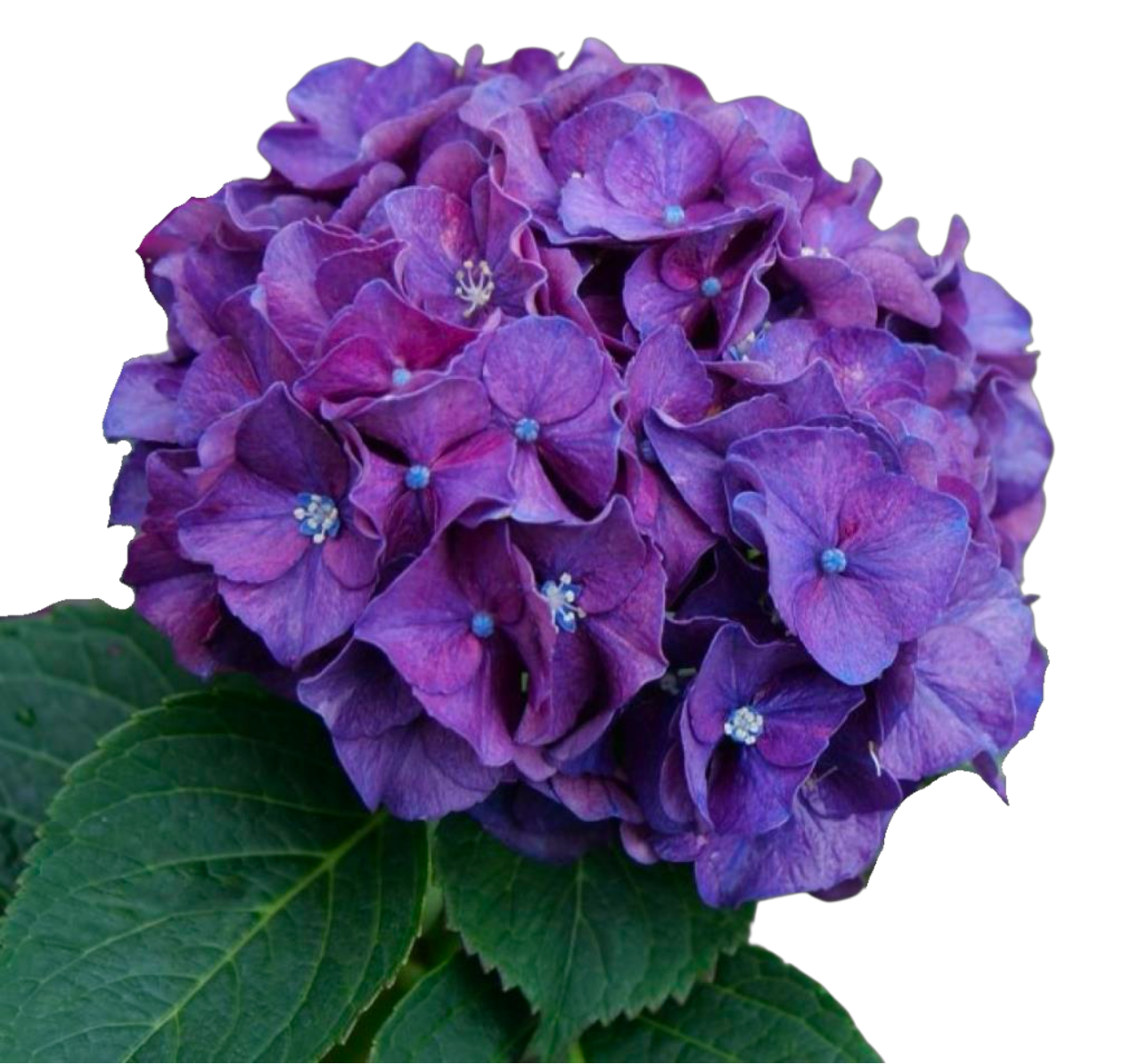 Hydrangea