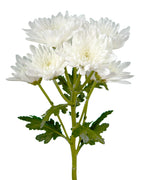 Spray Chrysanthemum