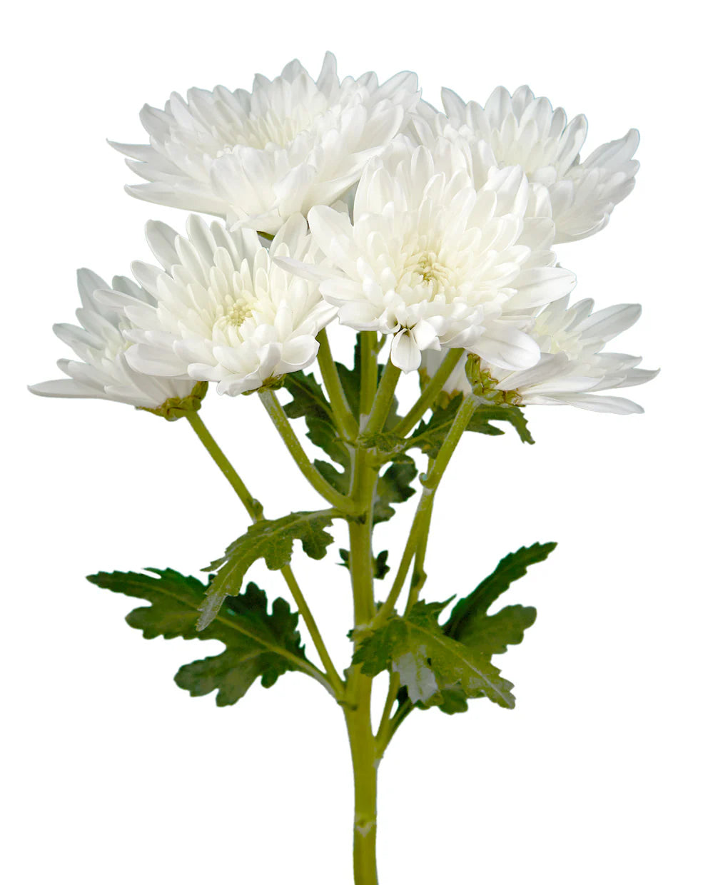 Spray Chrysanthemum
