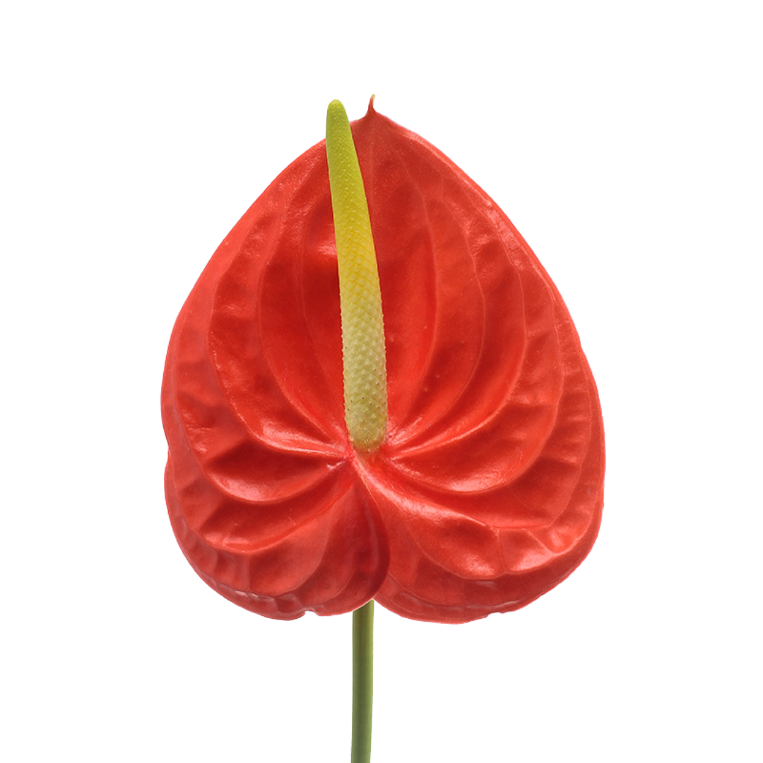 Red Anthurium