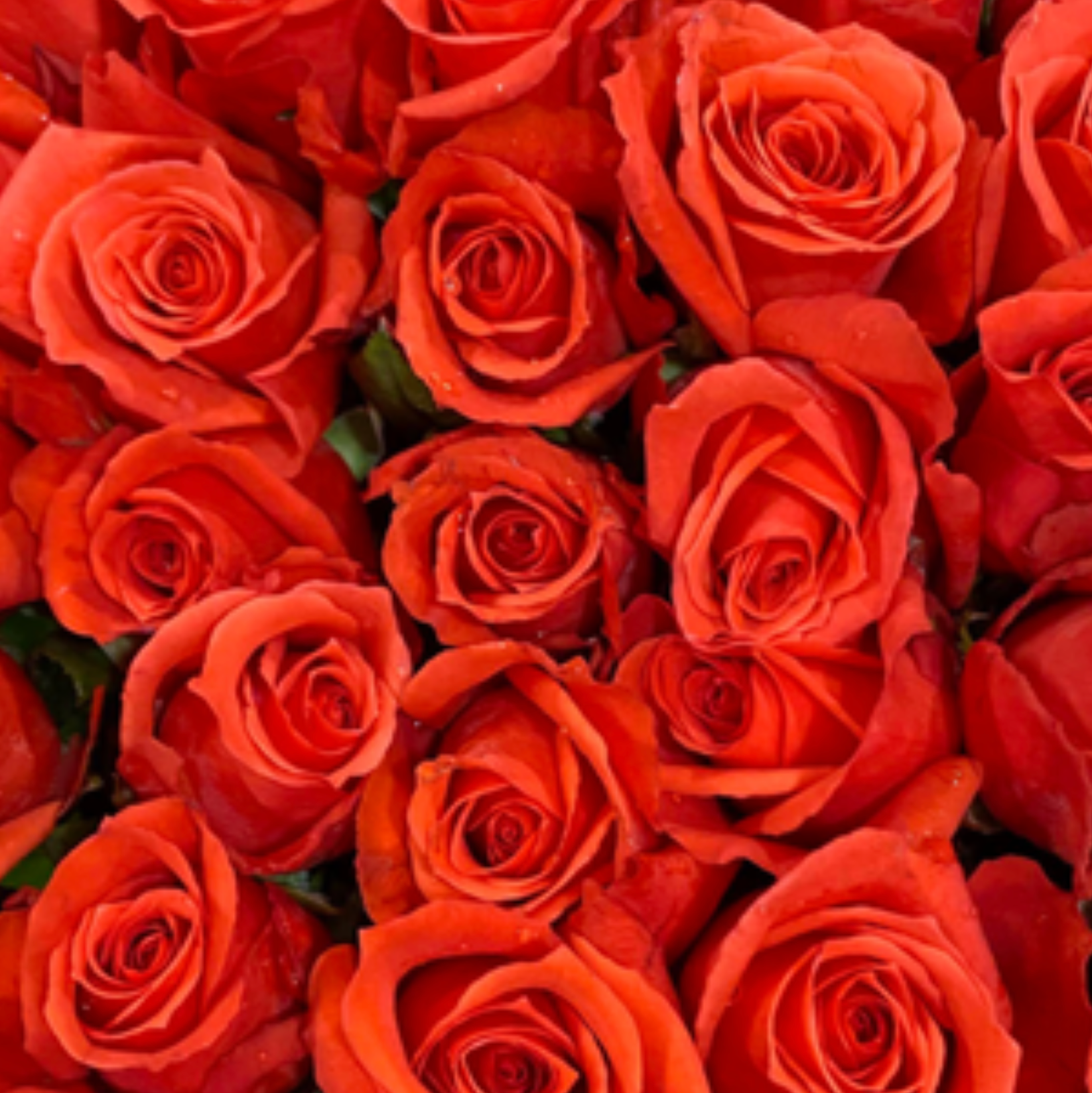 Red Chilli Rose