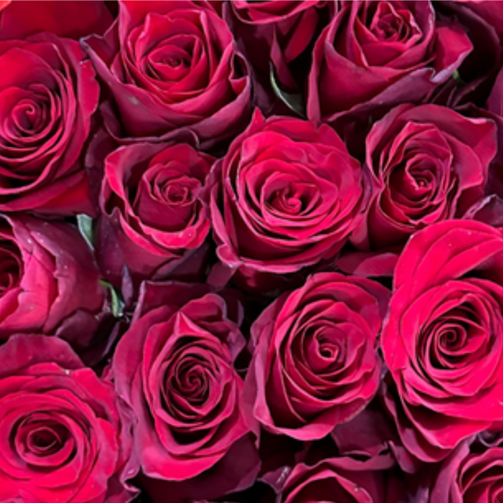 Red Ecuador Rose
