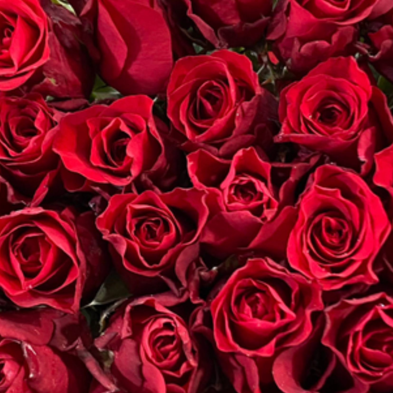 Red Mina Rose