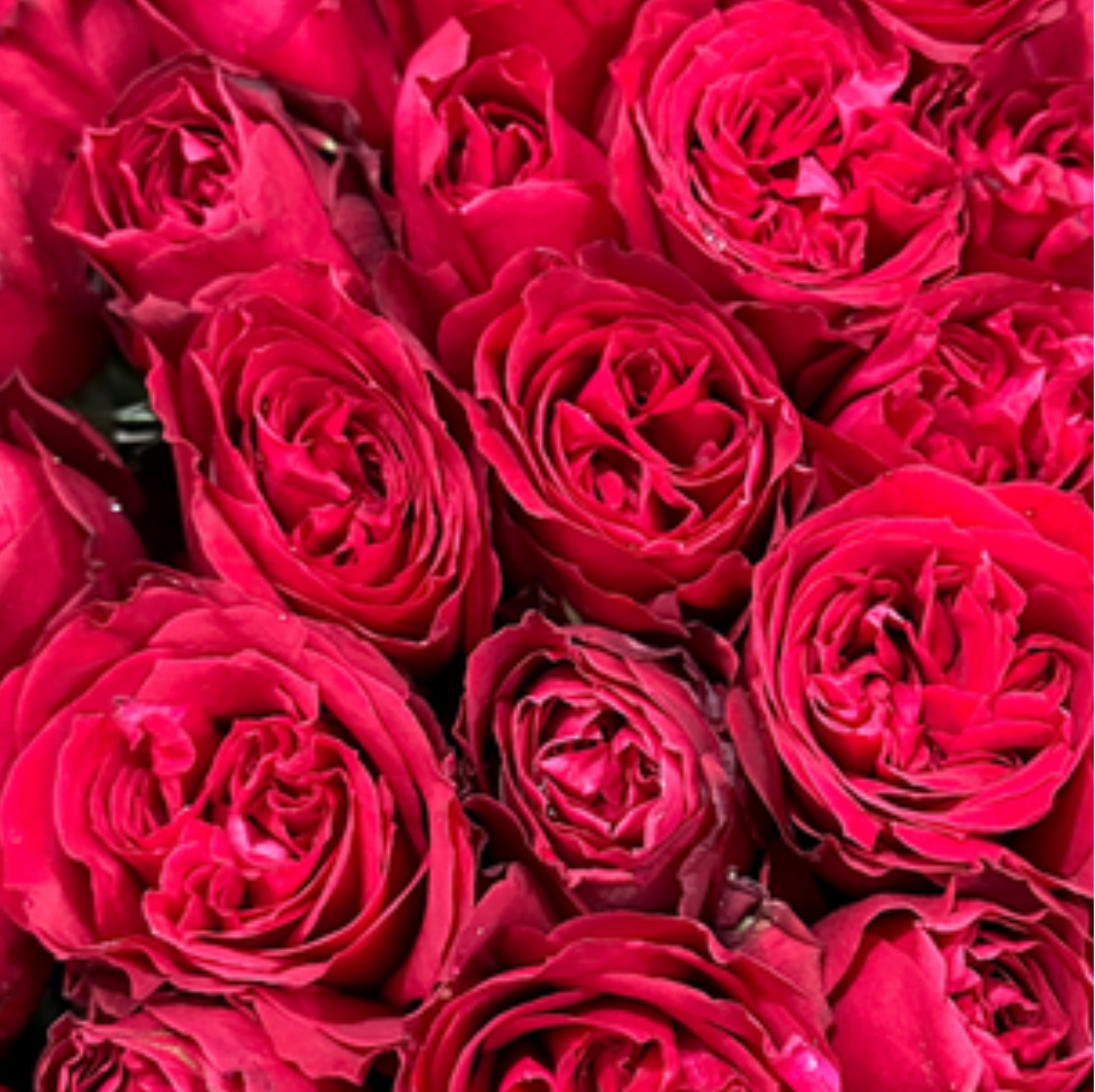 Red O'Hara Rose