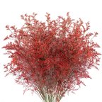 Limonium