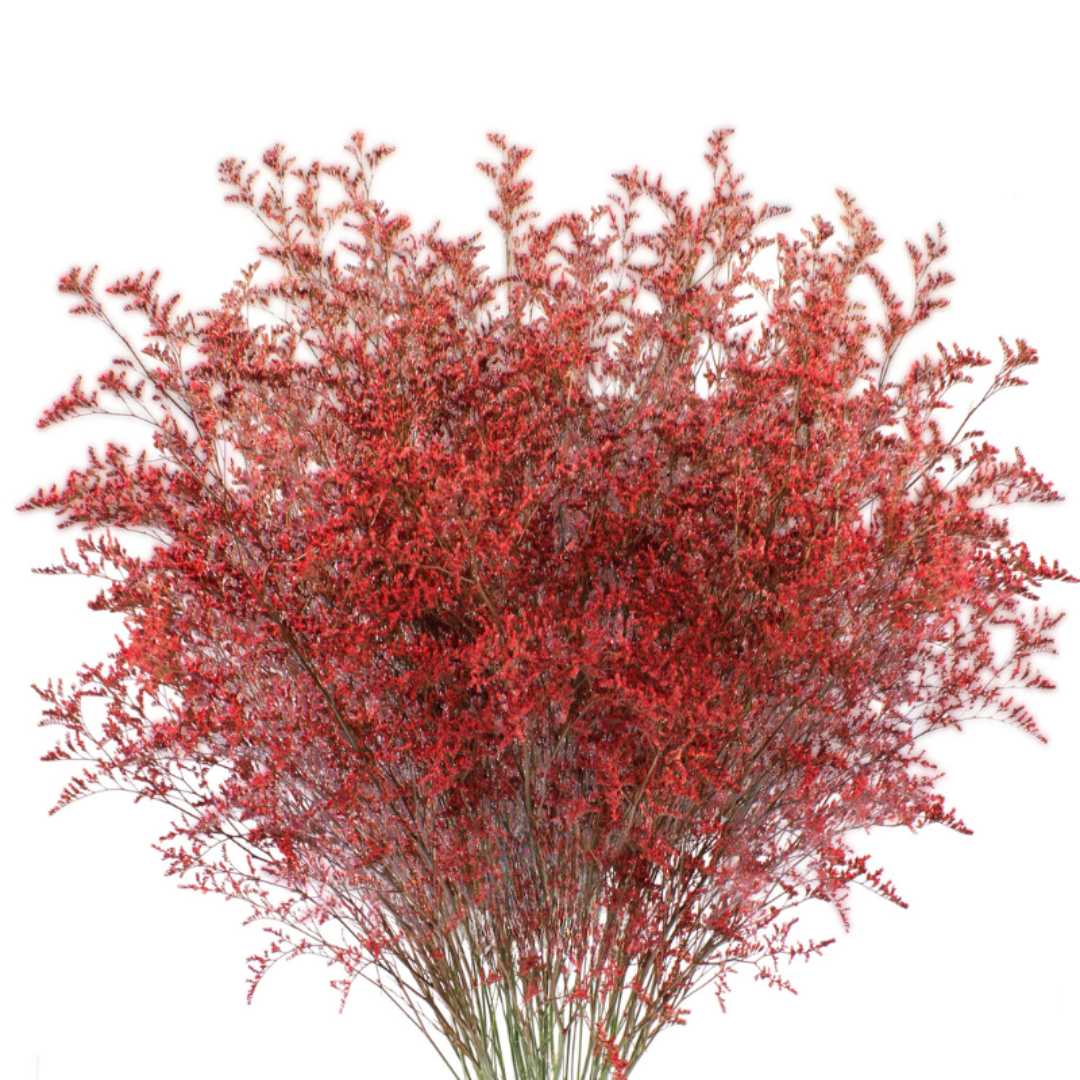 Limonium