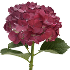 Hydrangea