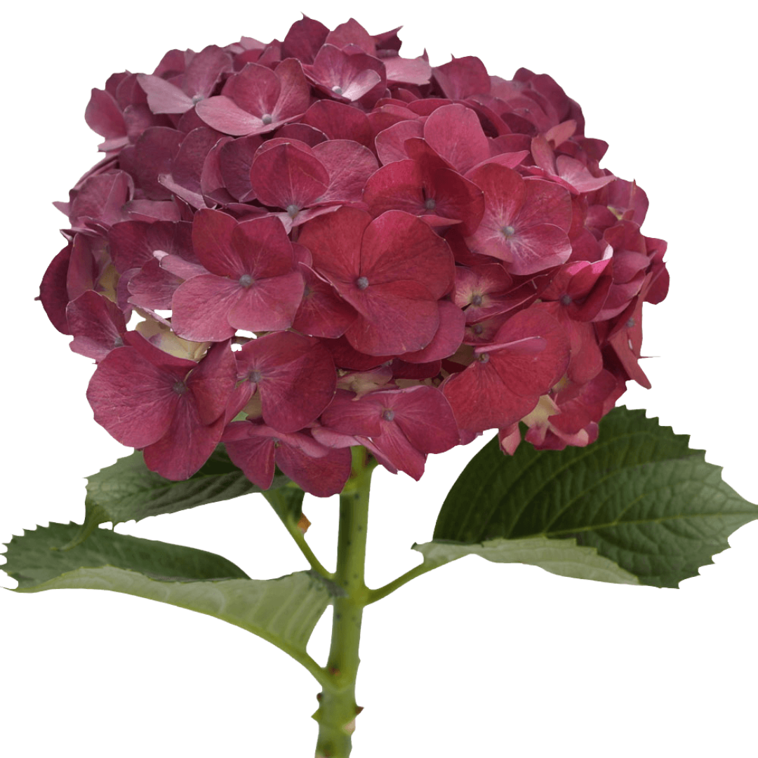 Hydrangea