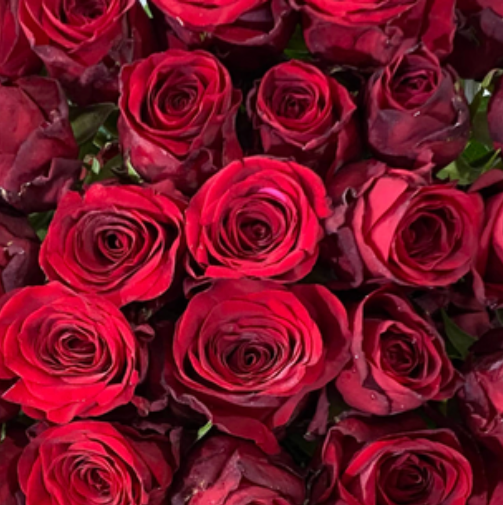Red Naomi Rose