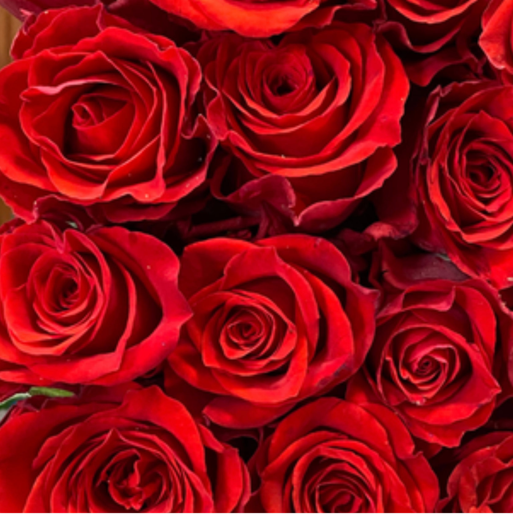 Red Paris Rose