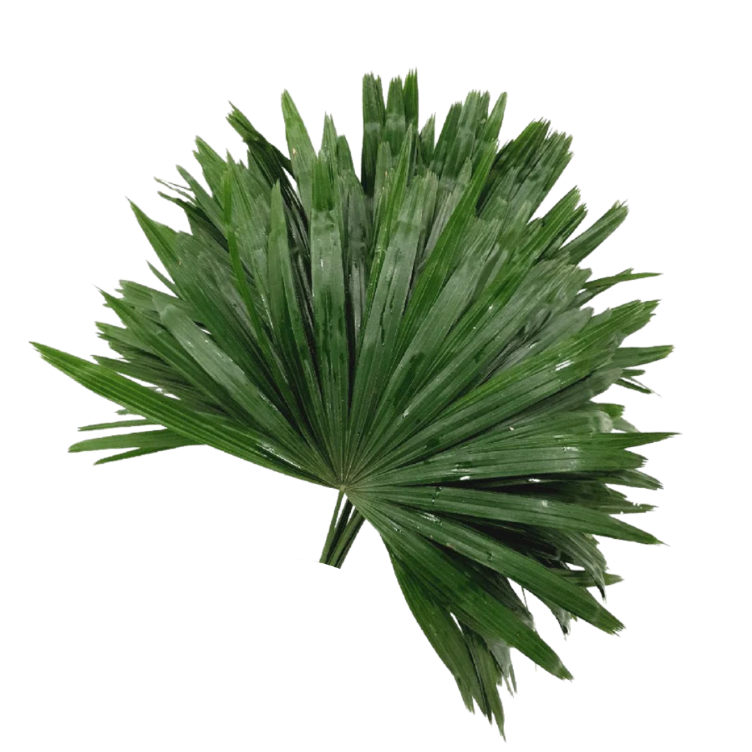 Rhapis Palm