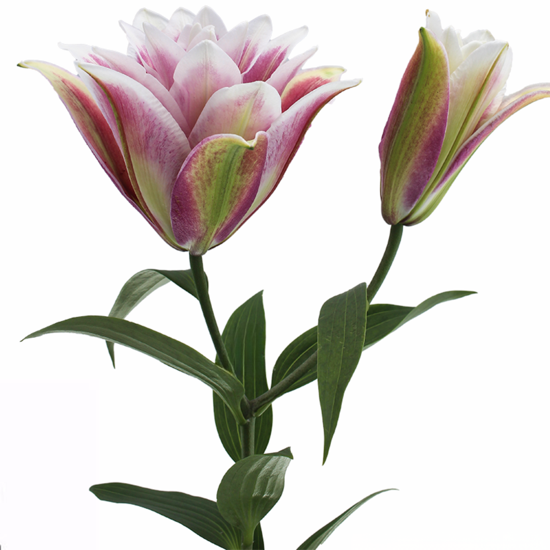 Rose Pink Lily