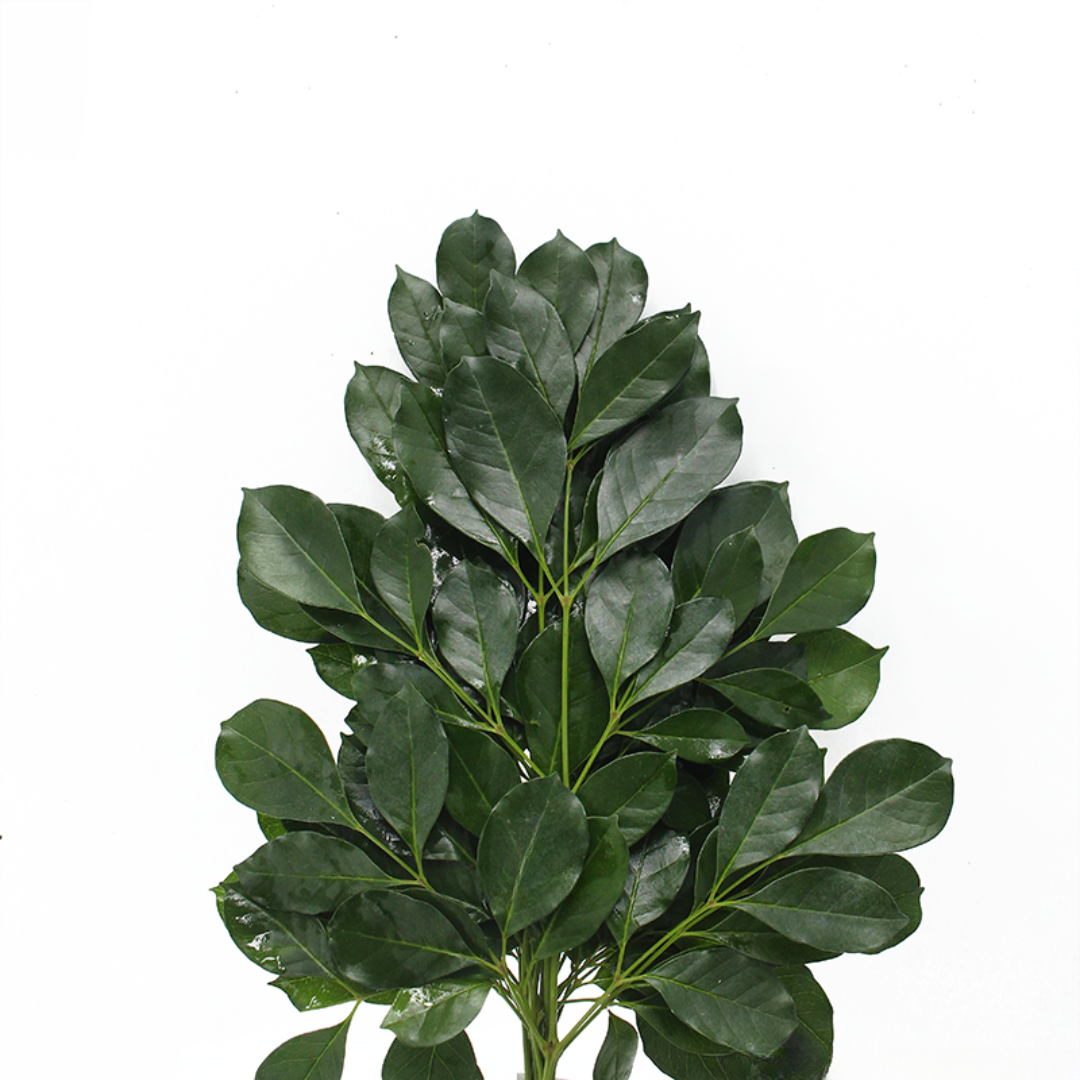 Ruscus Leaf